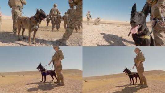 美军带着军犬搜寻高清在线视频素材下载