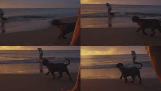 海滩上奔跑的小狗高清在线视频素材下载