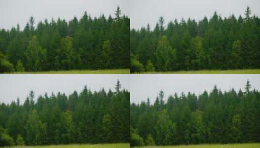 雨天的森林高清在线视频素材下载