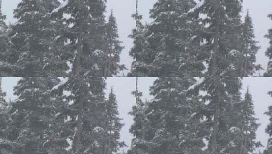 大雪中屹立的松树高清在线视频素材下载