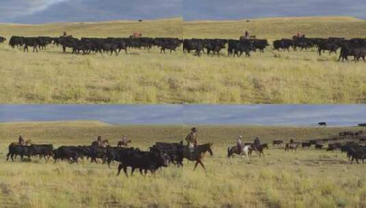 草原上的牛群高清在线视频素材下载