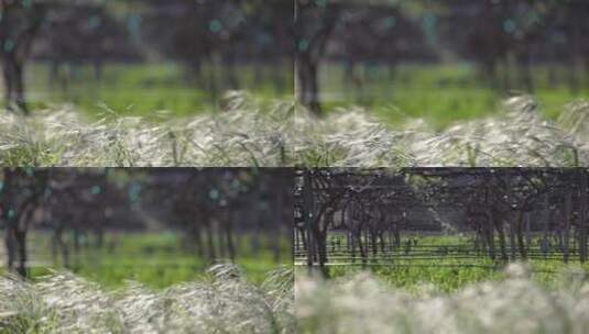 风吹过庄园的野草高清在线视频素材下载