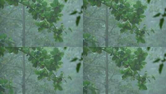 热带雨下的森林高清在线视频素材下载