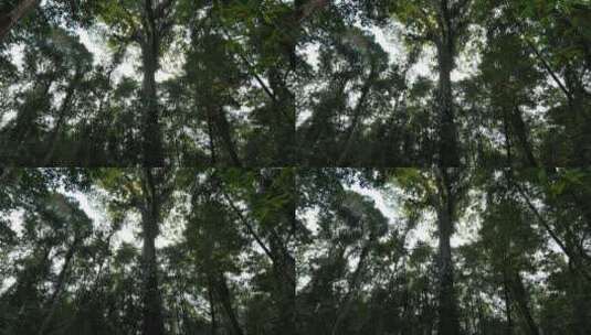 科尔科瓦多国家公园的大树高清在线视频素材下载