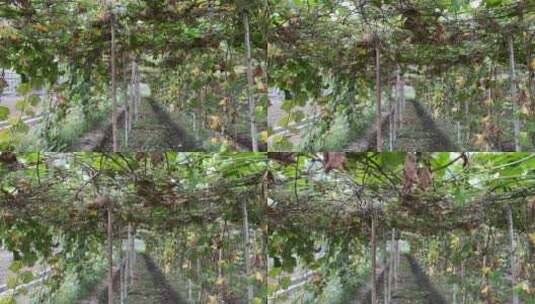 种植丝瓜大棚4K实拍视频高清在线视频素材下载