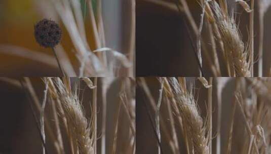 干燥花视频金黄色干燥麦穗插花高清在线视频素材下载
