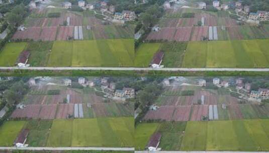 航拍农业种植稻田水稻高清在线视频素材下载