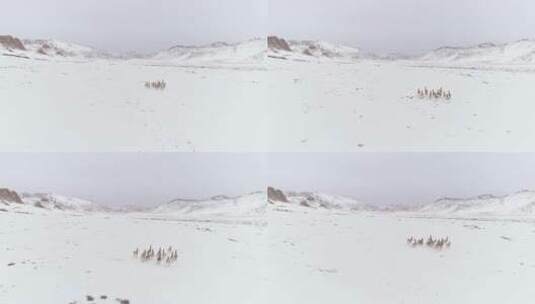 奔跑的藏羚羊高清在线视频素材下载