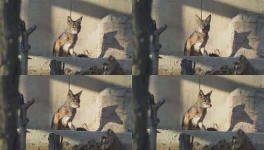 动物园里的藏狐和狼高清在线视频素材下载