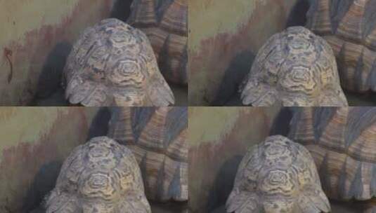 爬行动物象龟宠物龟长寿坚硬外壳高清在线视频素材下载