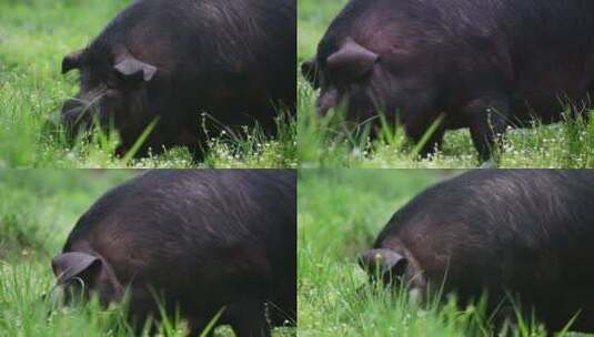 贵州赫章可乐黑猪在草在户外进食高清在线视频素材下载