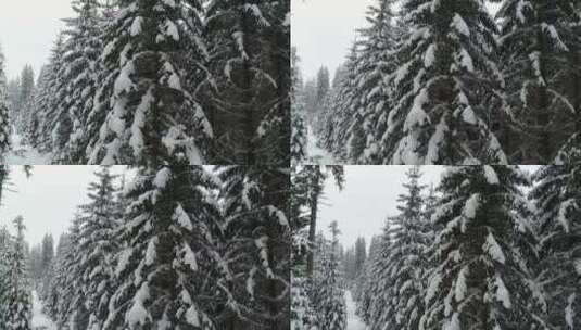 阿尔卑斯山_高大的松树上积满了雪高清在线视频素材下载