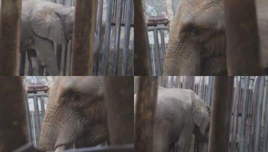 【镜头合集】关在笼子大象眼睛耳朵象牙高清在线视频素材下载