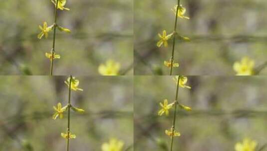 【镜头合集】北京植物园迎春花微距特写高清在线视频素材下载