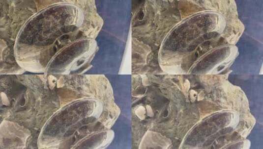 海洋生物鹦鹉螺化石高清在线视频素材下载