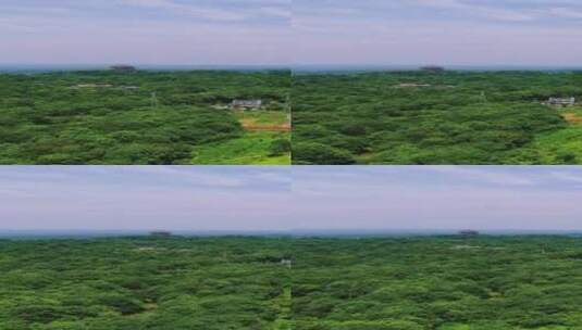 大自然青山绿水植物森林竖屏航拍高清在线视频素材下载