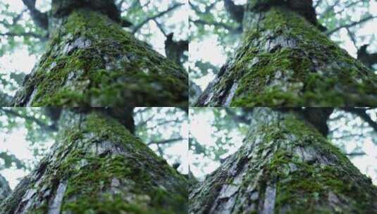 4K高清绿色森林元素空镜素材升格高清在线视频素材下载