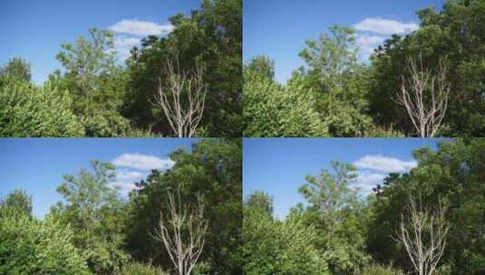 风吹动树叶绿叶高清在线视频素材下载