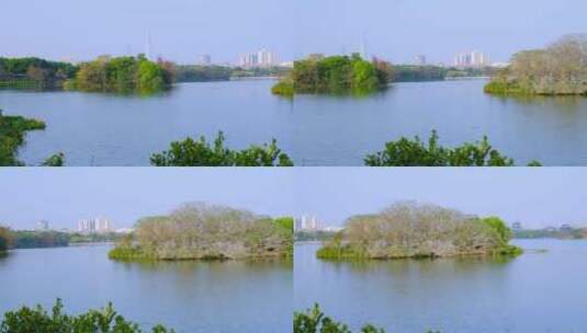 广州海珠湖公园鸟岛风光高清在线视频素材下载