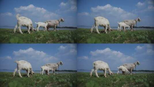 蓝天白云绿草地吃草的小羊羔高清在线视频素材下载