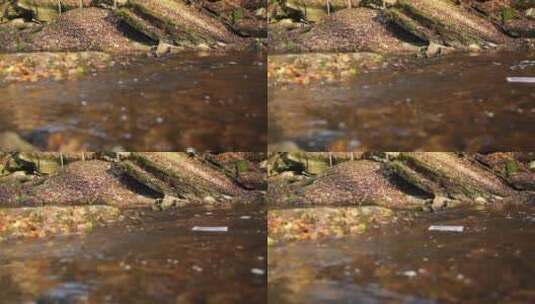 落叶秋叶溪流河水高清在线视频素材下载