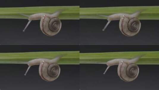 爬行中的蜗牛LOG高清在线视频素材下载