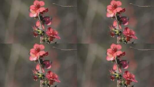 春暖花开高清在线视频素材下载