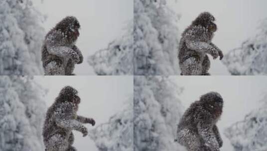 峨眉山冬天雪中的猴子特写高清在线视频素材下载