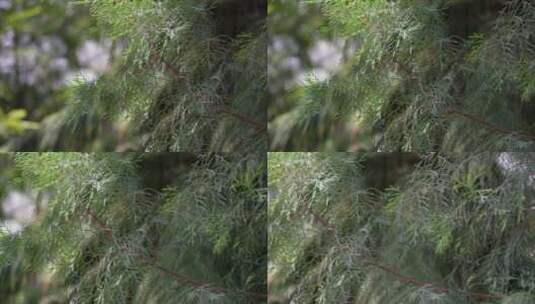 松柏松树松针松叶高清在线视频素材下载
