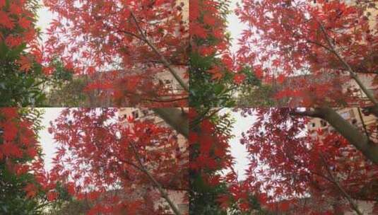 唯美秋天里的红色枫叶高清在线视频素材下载