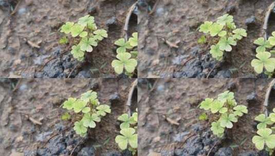 绿植实拍高清在线视频素材下载