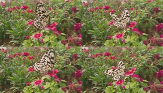 蝴蝶与花蝴蝶谷蝴蝶高清在线视频素材下载