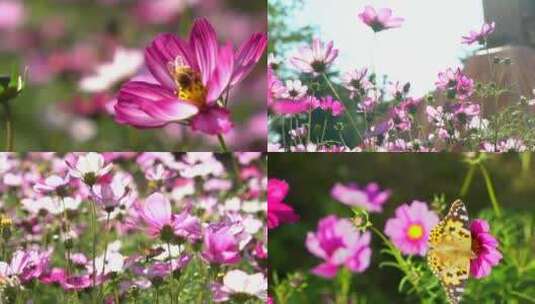 4K唯美自然空镜-阳光花朵蜜蜂-清晨高清在线视频素材下载