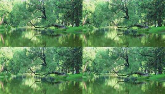 共青森林公园池塘树木倒影4K实拍高清在线视频素材下载