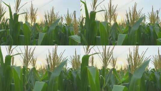唯美玉米地视频3高清在线视频素材下载