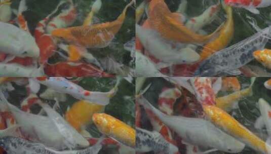 钓鱼池塘里的锦鲤高清在线视频素材下载