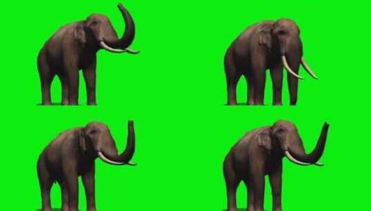 绿幕-动物-大象卷鼻子高清在线视频素材下载