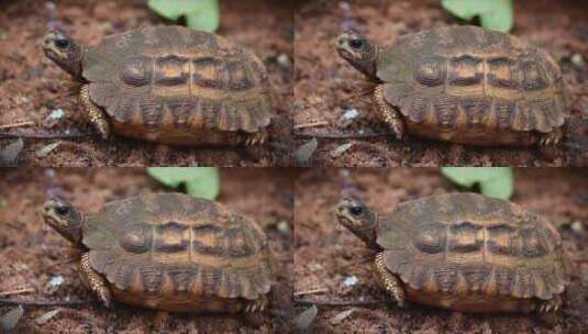 马达加斯加濒临灭绝的平尾龟高清在线视频素材下载