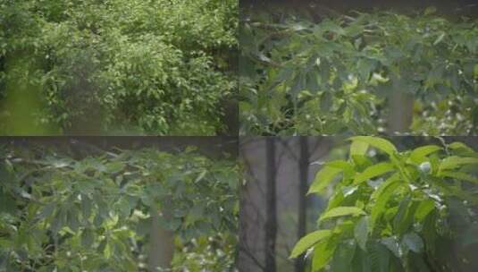2022广州天河树木树叶光影植物夏日公园高清在线视频素材下载