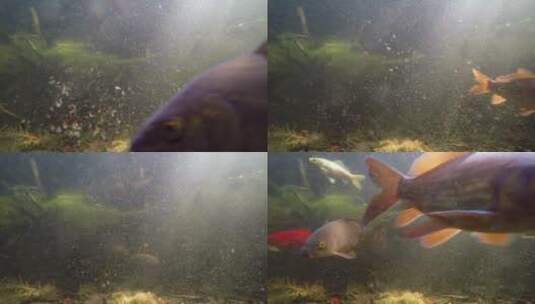 水中游动的各色鲤鱼高清在线视频素材下载