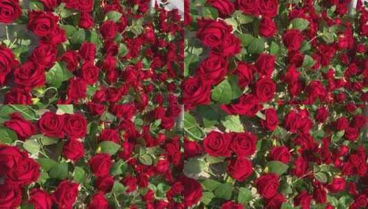 济南商场浪漫拍照装置，玫瑰瀑布高清在线视频素材下载