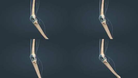 运动系统膝关节骨骼韧带膝盖膝盖骨高清在线视频素材下载