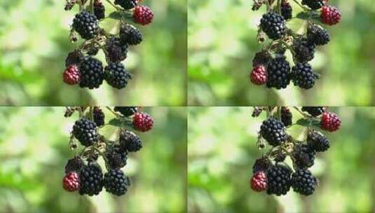 苍蝇飞在蓝莓果上高清在线视频素材下载
