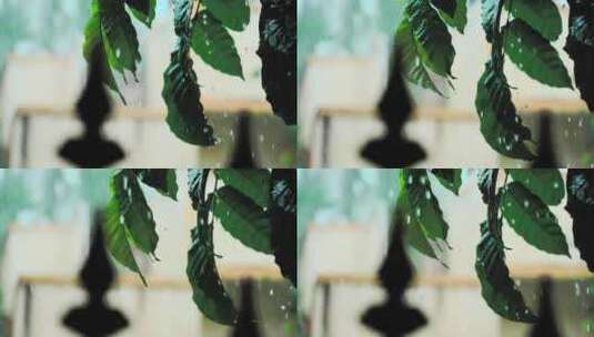 雨水打在树叶上定镜高清在线视频素材下载