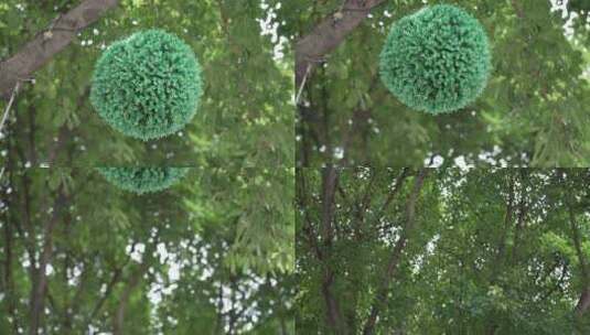 广州榕树上的装饰球高清在线视频素材下载