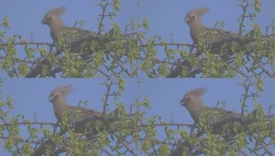 大自然保护区鸟类高清在线视频素材下载