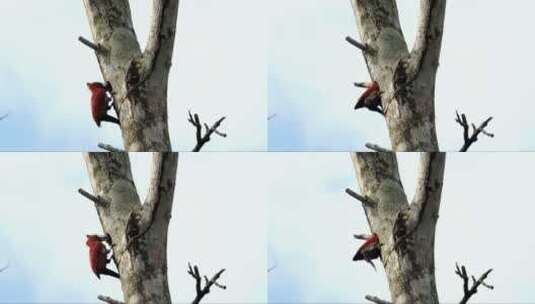 啄木鸟清理一棵树高清在线视频素材下载