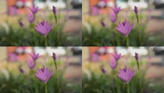 紫色小花在风中摇摆高清在线视频素材下载