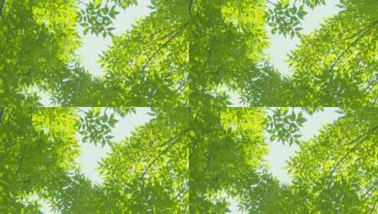 夏天阳光树叶唯美空镜头意境植物高清在线视频素材下载