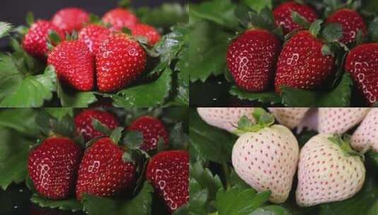草莓红草莓白草莓科研捡种子空镜头高清在线视频素材下载